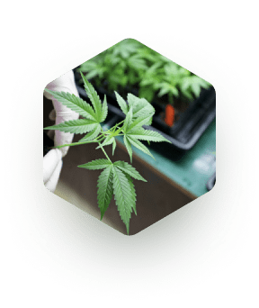 Cannabinoid Formulations