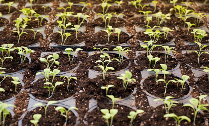 Cultivation Solutions